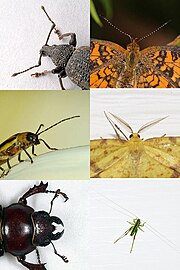 Insect antennae comparison.jpg