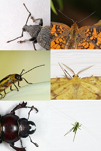 Fil:Insect antennae comparison.jpg