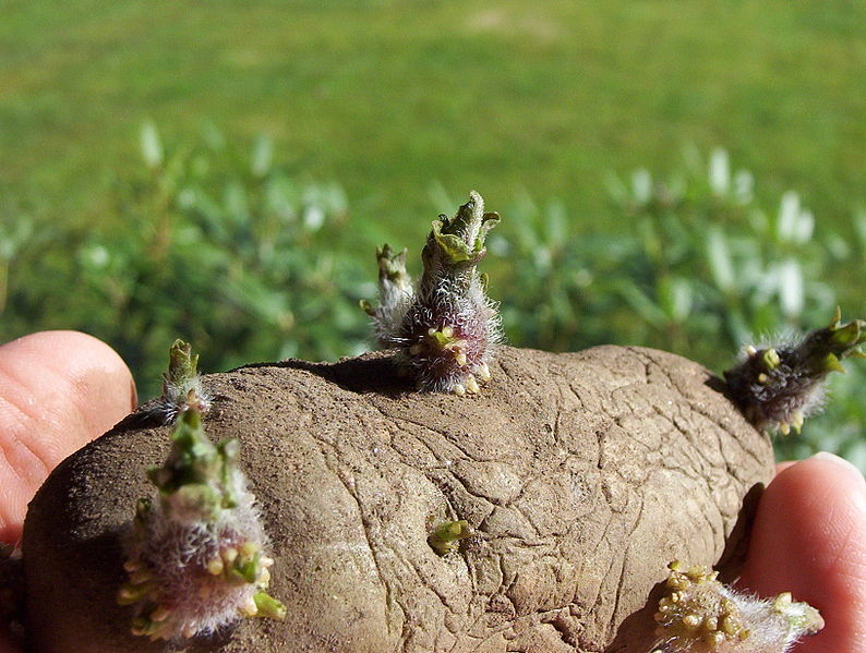 Fil:Potato EarlyRose sprouts.jpg