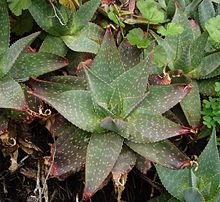Fil:Aloe saponaria 2005 05 21.jpg