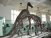 Två monterade exemplar av Anatotitan copei på American Museum of Natural History, New York