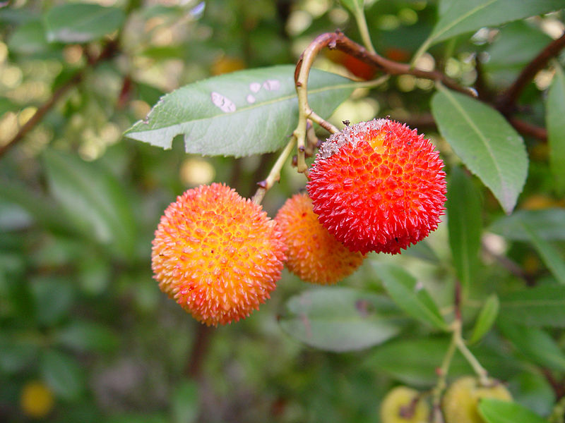 Fil:Arbutus sp. fruit.jpg