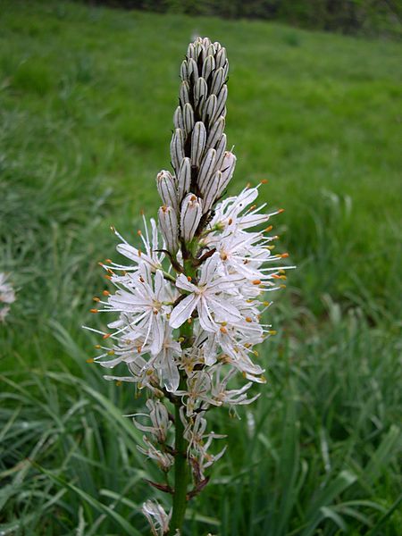 Fil:Asphodelus albus Flower.JPG