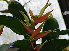 Heliconia aurantiaca0.jpg