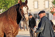 Horse trait breton 5622.jpg