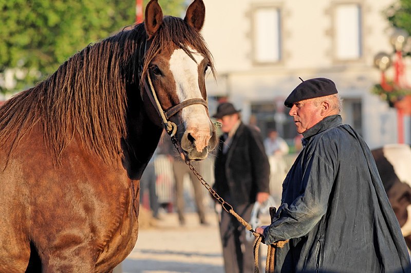 Fil:Horse trait breton 5622.jpg
