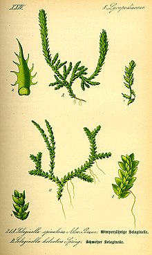 Illustration Selaginella selaginoides0.jpg