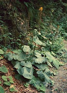 Ligularia sibirica0.jpg