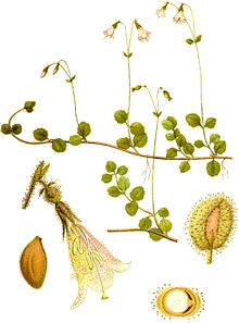 Linnaea borealis0.jpg