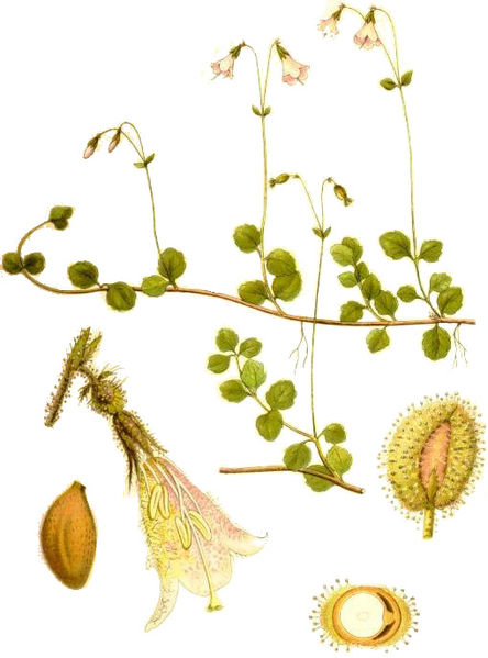 Fil:Linnaea borealis0.jpg