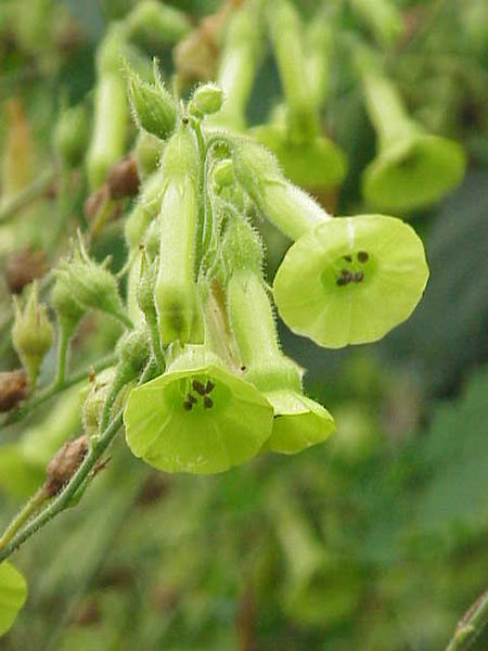 Fil:Nicotiana langsdorffii.jpg