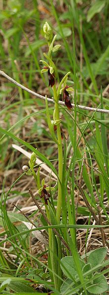 Ophrys insectifera plant.jpg