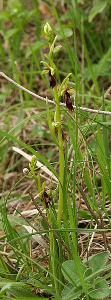 Ophrys insectifera plant.jpg