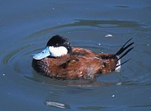 Amerikansk kopparand (Oxyura jamaicensis)