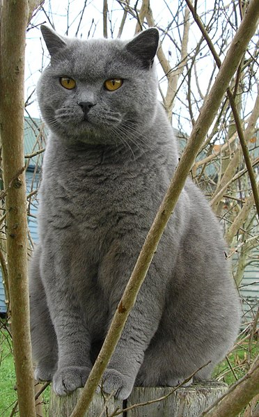 Fil:Britishblue.jpg