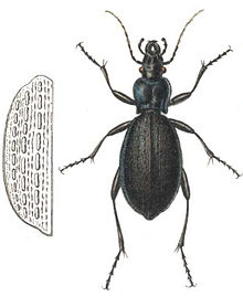 Carabus intricatus.jpg