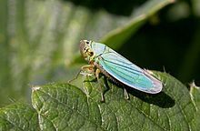 En dvärgstrit av arten Cicadella viridis
