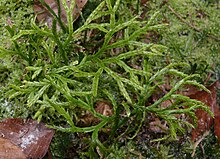 Diphasiastrum complanatum 151207c.jpg