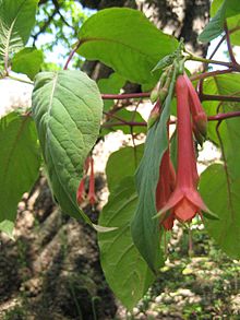 Fuchsia fulgens2573554714.jpg