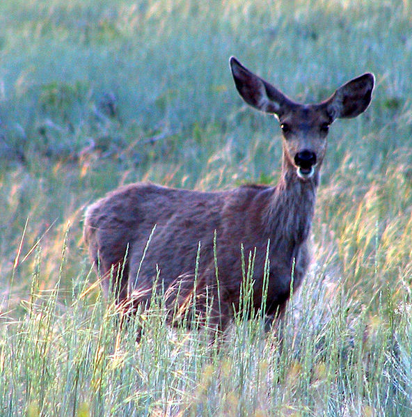 Fil:Mule Deer in Bryce Canyon.jpg