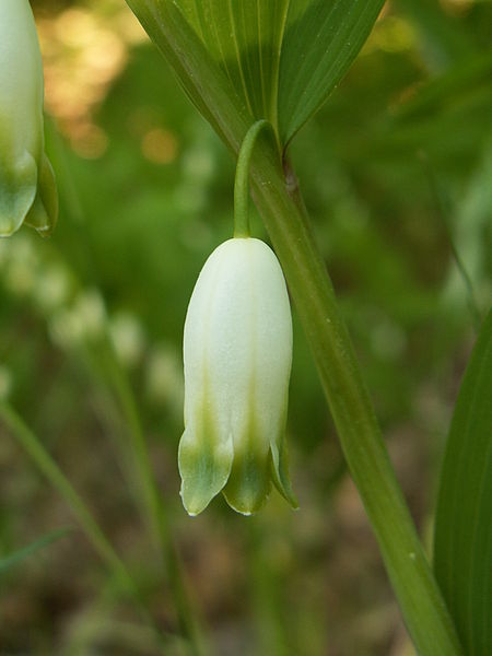 Fil:Polygonatum odoratum flower kz.JPG