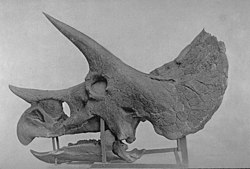 Kranium av Triceratops