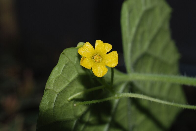 Fil:Melothria scabra florescence.jpg