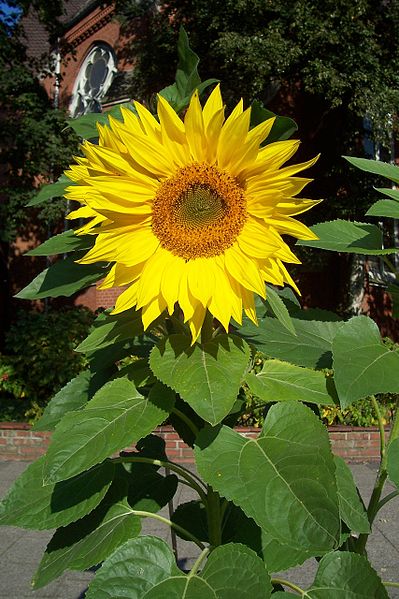 Fil:Sunflower uf7.jpg