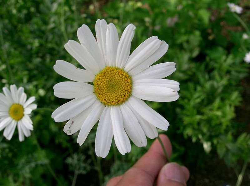 Fil:Tanacetum cinerariifolium1.jpg