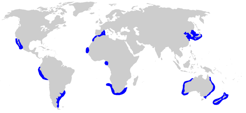 Fil:Carcharhinus brachyurus distmap.png