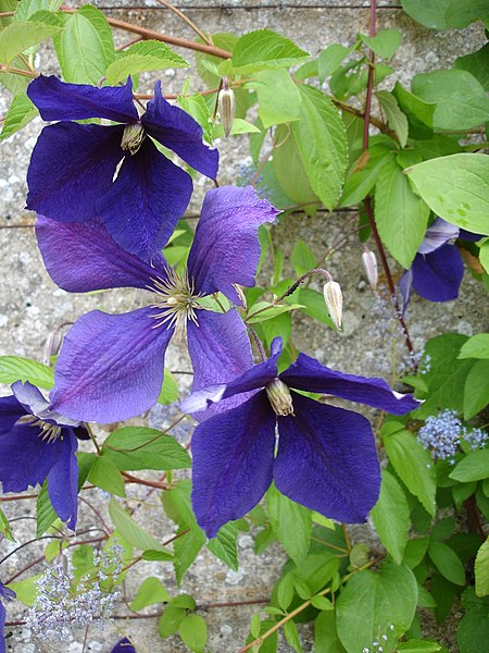 Fil:Clematis jackmannii1UME.jpg