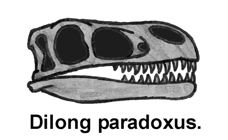 Fil:Dilong paradoxus skull 0547.JPG
