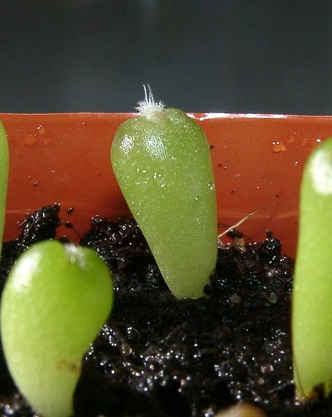 Fil:Echinocactus platyacanthus 16days 1.jpg