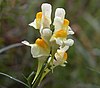 Linaria-vulgaris-021004-wiki.JPG