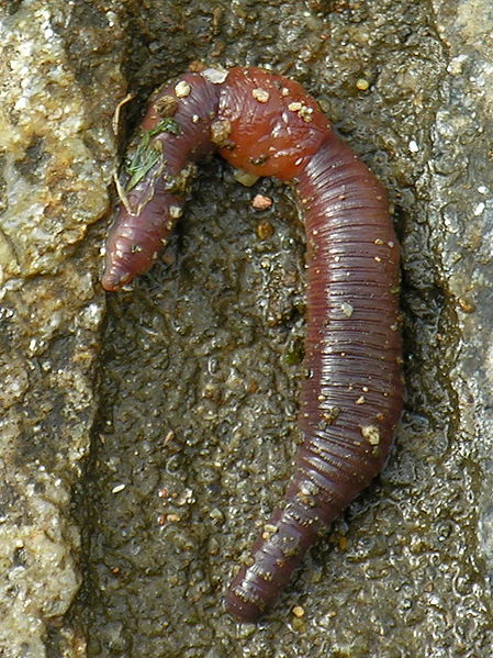 Fil:Miñoca.earthworm.jpg