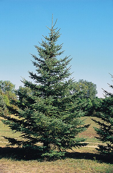Fil:Picea glauca tree.jpg