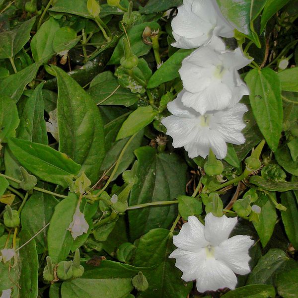 Fil:Thunbergia fragrans.jpg