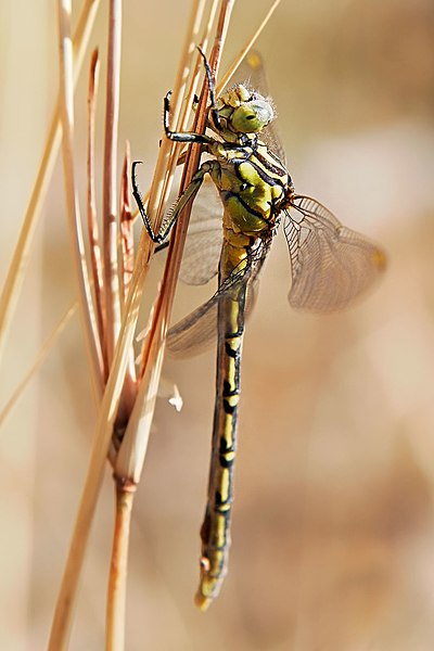 Fil:Yellow-striped hunter dragonfly05.jpg