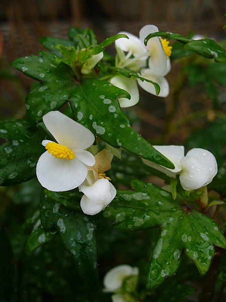 Fil:Begonia dregei (Scott Zona) 001.jpg