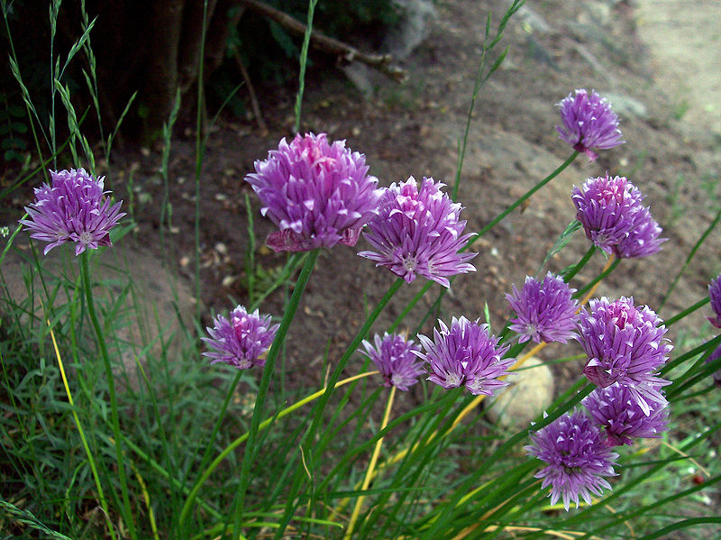 Fil:Chives.jpg