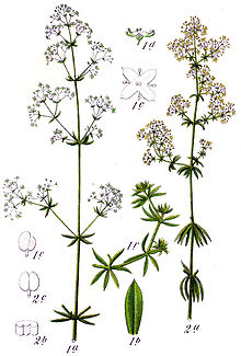 Galium spp Sturm50.jpg