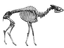 skelett av Helladotherium