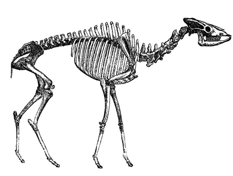 Fil:Helladotherium.jpg