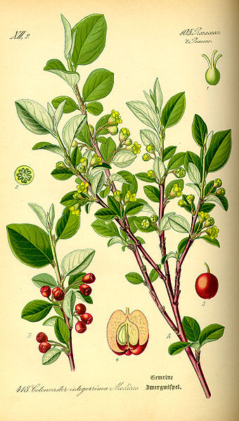 Fil:Illustration Cotoneaster integerrimus0.jpg