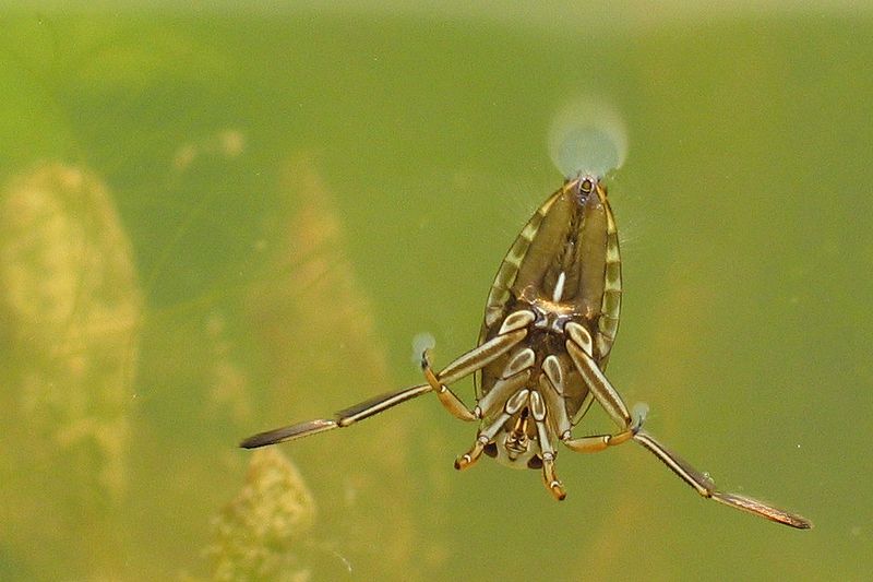 Fil:Notonecta glauca1.jpg