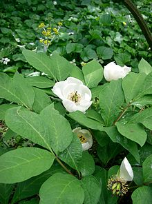 Fil:Paeonia japonica1.jpg