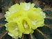 Parodia magnifica0.jpg