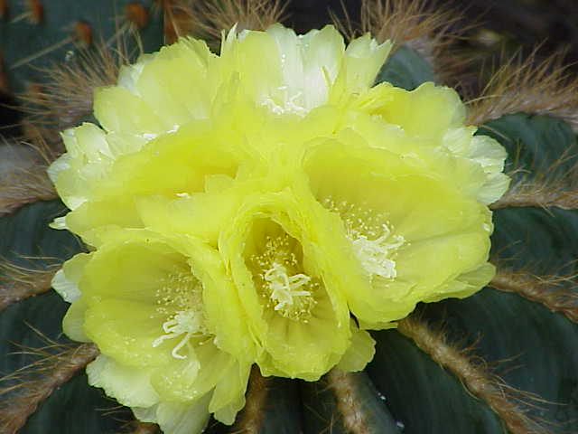 Parodia magnifica0.jpg