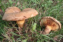 Paxillus involutus 20061015w.jpg