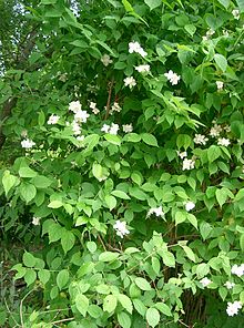 Philadelphus satsumi1.jpg